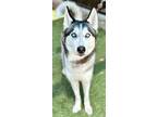 Adopt Ruby a Husky, Mixed Breed