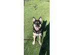 Adopt KAI a German Shepherd Dog, Mixed Breed