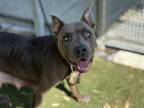 Adopt LEXUS a Pit Bull Terrier