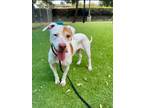 Adopt LOCA a Pit Bull Terrier