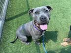 Adopt VALLEY a Pit Bull Terrier