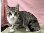 Adopt WOODLEY a American Shorthair