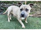 Adopt BONNIE a Pit Bull Terrier