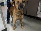 Adopt SHELLY a German Shepherd Dog, Mixed Breed