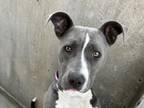 Adopt GRACE a Pit Bull Terrier