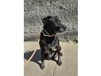 Adopt BEETLE a Labrador Retriever