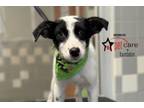 Adopt MISTY a Mixed Breed