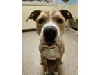 Adopt Rosie a Pit Bull Terrier