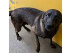 Adopt 403540 a Labrador Retriever