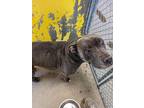 Adopt 403470 a Pit Bull Terrier