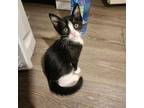 Adopt Turtle Dove a Domestic Short Hair