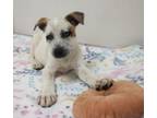 Adopt Tracy a Mixed Breed