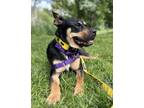 Adopt Lily a Mixed Breed