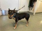 Adopt A1925678 a Bull Terrier