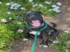 Adopt MONA a Pit Bull Terrier, Mixed Breed