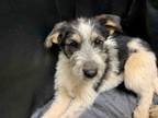 Adopt CHLOE a Schnauzer, Mixed Breed