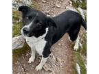 Adopt Tinsley a Border Collie, Mixed Breed