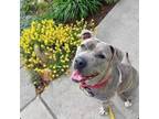 Adopt Layka a Pit Bull Terrier
