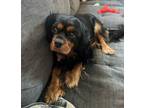 Adopt Ruth C 24049 a Cavalier King Charles Spaniel