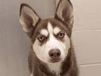 Adopt FERN a Siberian Husky