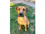 Adopt SHELLY a Rhodesian Ridgeback, Retriever