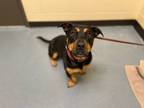 Adopt CHANEL a Rottweiler, Mixed Breed
