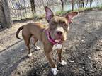 Adopt MALIBU a Pit Bull Terrier