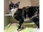 Adopt CHARLEY a Domestic Short Hair