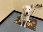 Adopt APPA a Siberian Husky