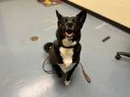 Adopt LEXI a Border Collie, Shiba Inu