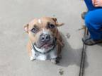 Adopt YUFFIE a American Staffordshire Terrier