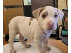 Adopt WILLOW a Pit Bull Terrier