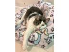 Adopt Willow a Domestic Short Hair