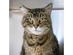 Adopt Derby a Domestic Short Hair