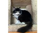 Adopt Millie in foster a Tuxedo