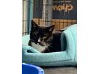 Adopt Kiki BW - In Foster a Domestic Short Hair