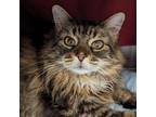 Adopt Belle a Domestic Long Hair