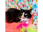 Adopt Ella a Domestic Long Hair, Domestic Short Hair