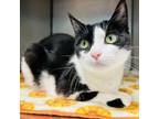 Adopt Kameo a Domestic Short Hair