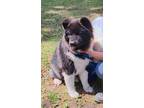 Adopt Ziva a Akita