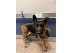 Adopt LINDA a German Shepherd Dog