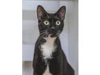 Adopt STAR a Domestic Short Hair