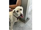 Adopt SUNSHINE a Labrador Retriever, Mixed Breed