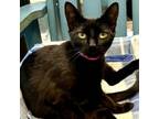 Adopt Flash a Domestic Short Hair