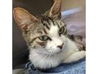 Adopt Nora a Domestic Short Hair