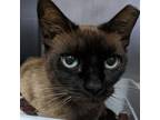 Adopt Twyla a Siamese