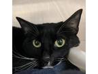 Adopt Sweetie a Domestic Short Hair