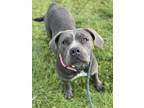 Adopt PETRA a Mastiff, Mixed Breed