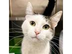 Adopt LILAC a Domestic Short Hair