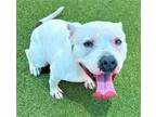 Adopt CALI a American Staffordshire Terrier
